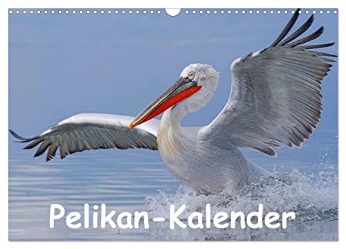 Pelikan-Kalender (Wandkalender 2024 DIN A3 quer), CALVENDO Monatskalender von CALVENDO