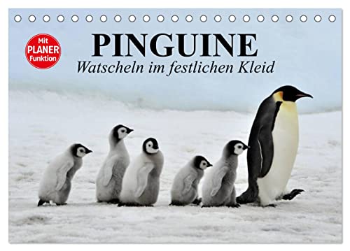 Pinguine - Watscheln im festlichen Kleid (Tischkalender 2024 DIN A5 quer), CALVENDO Monatskalender von CALVENDO