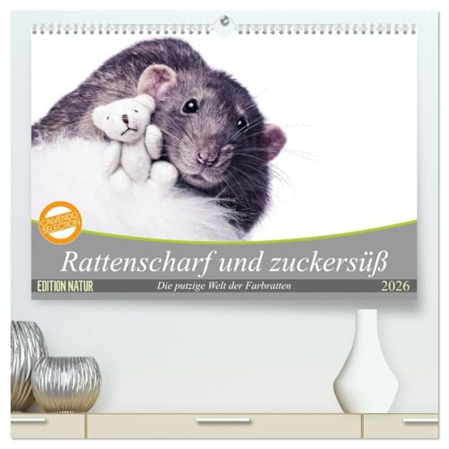 Rattenscharf und zuckersüß (hochwertiger Premium Wandkalender 2026 DIN A2 quer), Kunstdruck in Hochglanz von CALVENDO