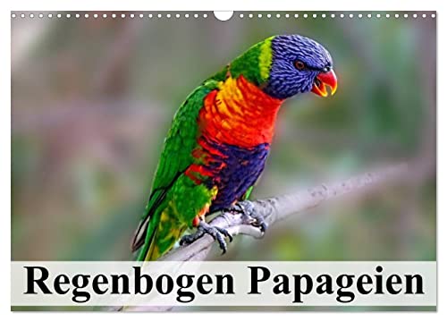 Regenbogen Papageien (Wandkalender 2024 DIN A3 quer), CALVENDO Monatskalender von CALVENDO