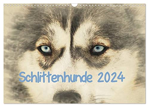 Schlittenhunde 2024 (Wandkalender 2024 DIN A3 quer), CALVENDO Monatskalender von CALVENDO