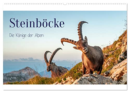 Steinböcke - Die Könige der Alpen (Wandkalender 2024 DIN A2 quer), CALVENDO Monatskalender von CALVENDO