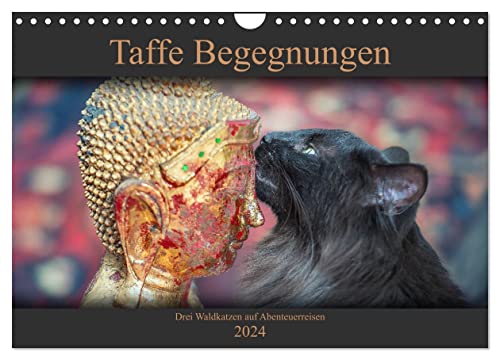 Taffe Begegnungen-Drei Waldkatzen auf Abenteuerreisen (Wandkalender 2024 DIN A4 quer), CALVENDO Monatskalender von CALVENDO