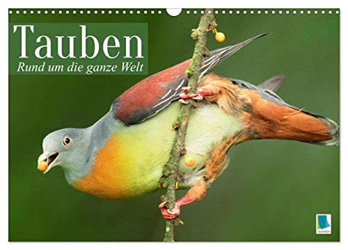 Tauben rund um die ganze Welt (Wandkalender 2024 DIN A3 quer), CALVENDO Monatskalender von CALVENDO