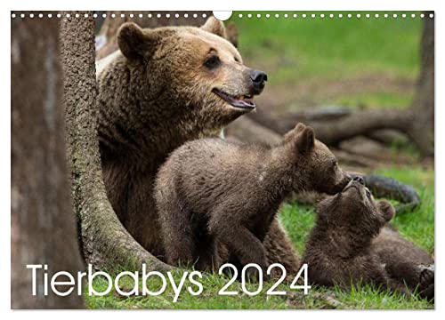 Tierbabys 2024 (Wandkalender 2024 DIN A3 quer), CALVENDO Monatskalender von CALVENDO