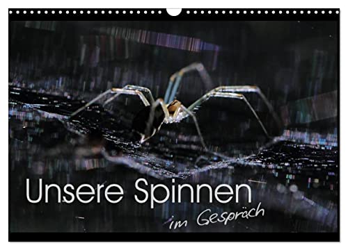 Unsere Spinnen - im Gespräch (Wandkalender 2024 DIN A3 quer), CALVENDO Monatskalender von CALVENDO