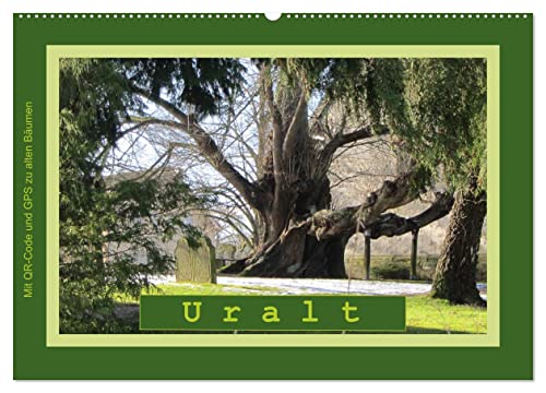 Uralt - Mit QR-Code und GPS zu alten Bäumen (Wandkalender 2024 DIN A2 quer), CALVENDO Monatskalender von CALVENDO