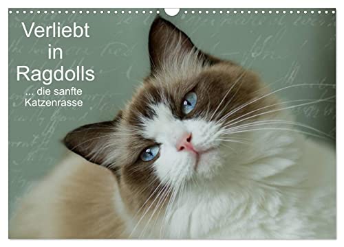 Verliebt in Ragdolls ... die sanfte Katzenrasse (Wandkalender 2024 DIN A3 quer), CALVENDO Monatskalender von CALVENDO