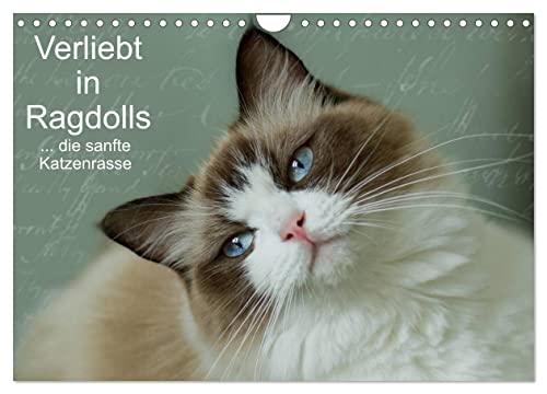 Verliebt in Ragdolls ... die sanfte Katzenrasse (Wandkalender 2024 DIN A4 quer), CALVENDO Monatskalender von CALVENDO