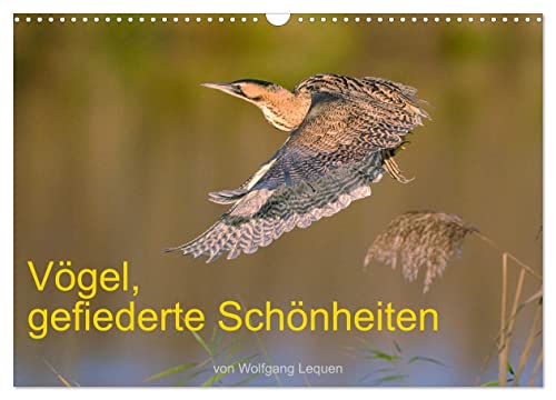Vögel, Gefiederte Schönheiten (Wandkalender 2026 DIN A3 quer), CALVENDO Monatskalender von CALVENDO