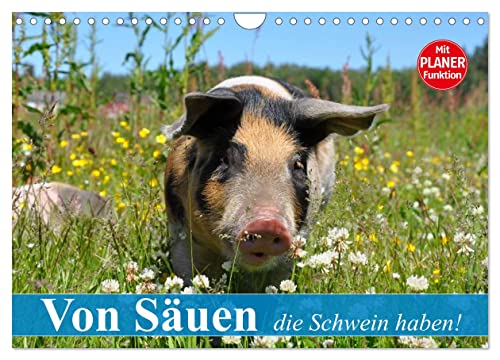 Von Säuen die Schwein haben! (Wandkalender 2024 DIN A4 quer), CALVENDO Monatskalender von CALVENDO