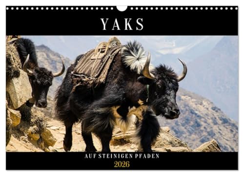 Yaks - auf steinigen Pfaden (Wandkalender 2026 DIN A3 quer), CALVENDO Monatskalender von CALVENDO