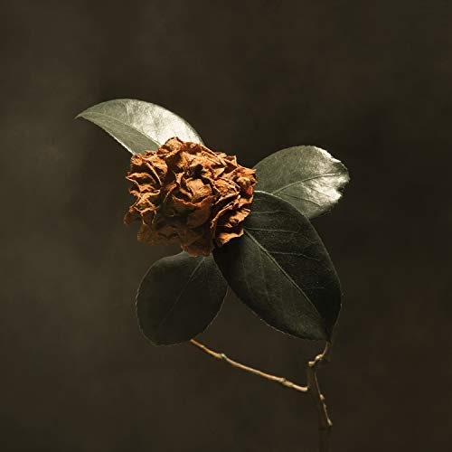 Young Sick Camellia Young Sick Camellia von COLUMBIA