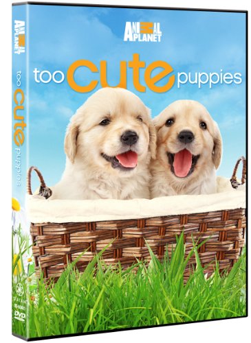 Too Cute Puppies [DVD] [Region 1] [NTSC] [US Import] von CINEDIGM
