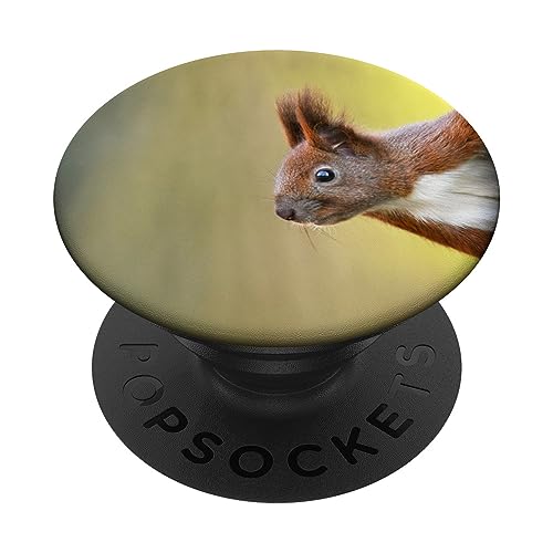 Eichhörnchen PopSockets mit austauschbarem PopGrip von CJ Grips