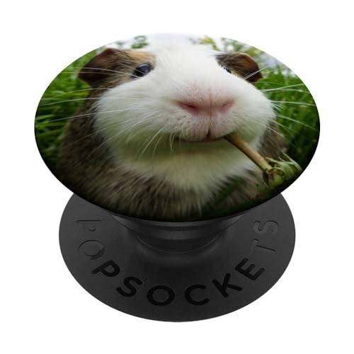 Meerschweinchen Nahaufnahme PopSockets mit austauschbarem PopGrip von CJ Grips