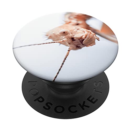 Achrioptera Manga Phasmatidae Gehstock Insekt PopSockets mit austauschbarem PopGrip von CJ Merch