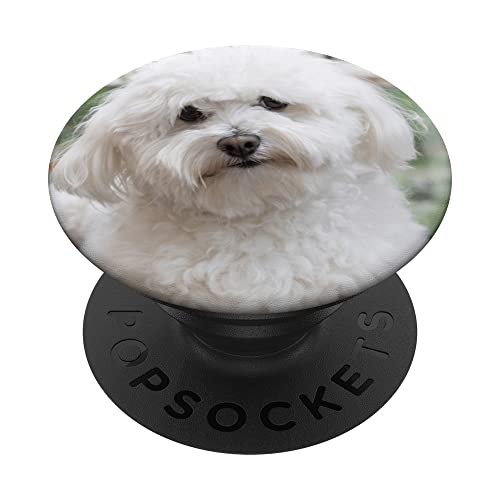 Bolognese Hundeliebhaber PopSockets mit austauschbarem PopGrip Bolognese Hundeliebhaber PopSockets mit austauschbarem PopGrip von CJ Merch