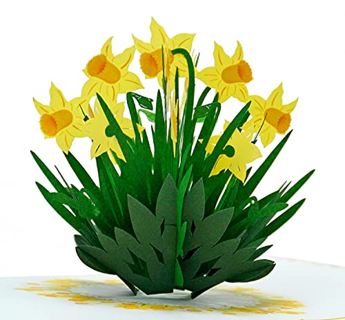 CUTPOPUP Daffodils Pop Up Card, Birthday card for Women, Mothers Day Card Pop Up, Flower Greeting Cards, 3d Birthday Card Pop Up for Grandma, Mom, Mother In Law, Daughter… von CUT POPUP.COM