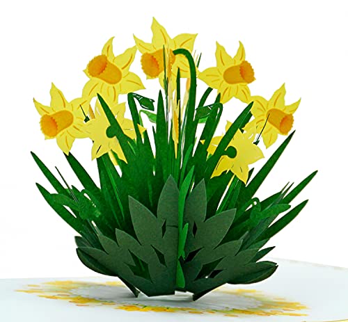 CUTPOPUP Daffodils Pop Up Card, Birthday card for Women, Mothers Day Card Pop Up, Flower Greeting Cards, 3d Birthday Card Pop Up for Grandma, Mom, Mother In Law, Daughter von CUT POPUP.COM