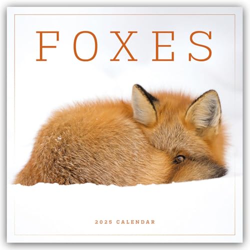 Foxes – Füchse 2025 – Wand-Kalender: Original Carousel-Kalender [Mehrsprachig] [Kalender] (Wall-Kalender) von Carousel Calendars