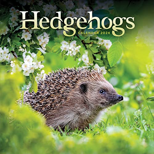 Hedgehogs – Igel 2025: Original Carousel-Kalender [Mehrsprachig] [Kalender] (Wall-Kalender) von Carousel Calendars