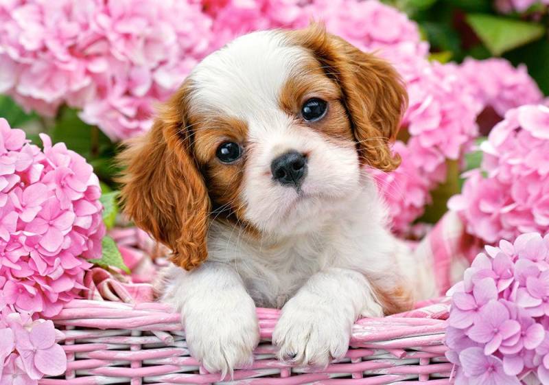 Pup in Pink Flowers - Puzzle - 500 Teile von Castorland