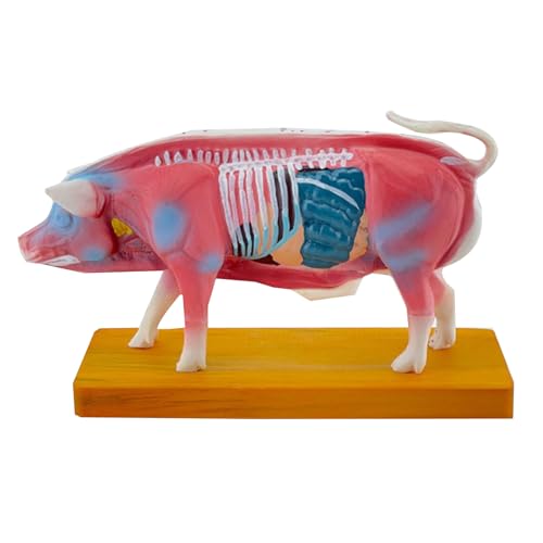 Schweine-Anatomie-Modell und Moxibustionslehrunterstützung, Tieranatomie-Modell, Schweine-Anatomie-Modell, Anatomie-Modell, Tier-anatomisches Modell, anatomisches Modell von Herzmodellen Schweine-Anatomie-Modell und Moxibustionslehrunterstützung, Tieranatomie-Modell, Schweine-Anatomie-Modell, Anatomie-Modell, Tier-anatomisches Modell, anatomisches Modell von Herzmodellen von Cherjoury