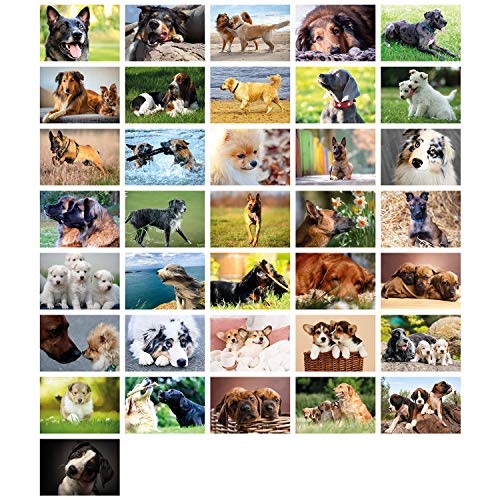 Clever Pool: 36 einfallsreiche Postkarten mit einzigartigen Hundemotiven | ausgewählte Designs und Motive | Sammelspaß für Jung und Alt | ein Postcrossing Set zum Verlieben von Clever Pool