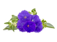 Click & Grow Blaue Petunien-Pflanzenhülsen, Zierpflanze, Petunie, Starter-Set, 7 - 14 Tag(e), 18 - 30 °C, 3 Stück(e) von Click and Grow