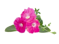 Click & Grow Hülsen der Petunienpflanze rosa, Zierpflanze, Petunie, Starter-Set, 7 - 14 Tag(e), 18 - 30 °C, 3 Stück(e) von Click and Grow