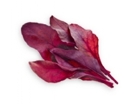 Click & Grow RED CHARD PFLANZEN-PODS, Essbare Pflanze, Nachfüllen, Schnellwachsend (3-5 Wochen), 7 -14 Tag(e), 1 Monat( e), 18 - 30 °C von Click and Grow