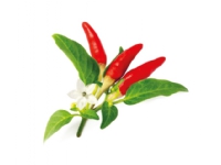Click & Grow RED HOT CHILI PFEFFER PFLANZENPADS, Essbare Pflanze, Chili, Nachfüllen, Schnellwachsend (3-5 Wochen), 7 - 21 Tag(e), 20 - 35 °C von Click and Grow