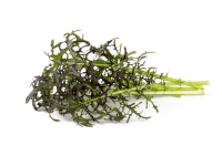 Click & Grow Rote Glattschnecken-Senfpflanzenhülsen, Essbare Pflanze, Leaf mustard (Red Frill), Starter-Set, 7 - 14 Tag(e), 18 - 24 °C, 3 Stück(e) von Click and Grow