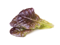 Click & Grow Rote Kopfsalat-Pflanzschoten, Essbare Pflanze, Red lettuce, Starter-Set, 7 - 14 Tag(e), 18 - 24 °C, 3 Stück(e) von Click and Grow