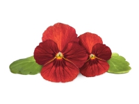Click & Grow Rote Stiefmütterchen-Pflanzenhülsen, Zierpflanze, Red pansy, Starter-Set, 7 - 14 Tag(e), 18 - 26 °C, 3 Stück(e) von Click and Grow