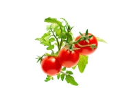 EMSA Click &amp  Grow Mini tomato von Click and Grow