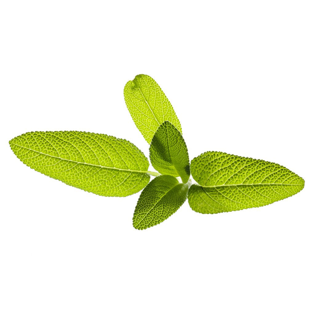 Click and Grow - Smart Garden Refill 3-pack Garden Sage Click and Grow - Smart Garden Refill 3-pack Garden Sage von Click&Grow