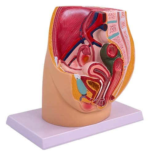 Anatomischer Weiblicher Beckenhöhlenmodell Weibliches Fortpflanzungsorgan Anatomie Modell Für Klinische Demonstration Und Vorträge von Cnrfeoap