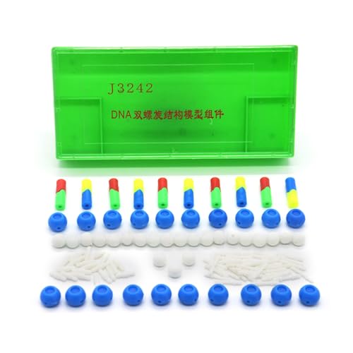DNA Strukturmodelle DNA Strukturmodell Für Lernen Und Biologie Experiment Des Organischen Chemie Lern Und Biologie Experiments von Cnrfeoap