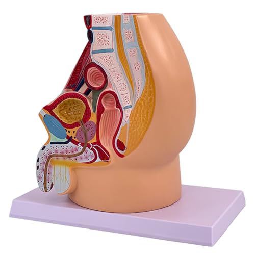 Männliche Schwangerschaftsbecken Anatomie Modell Anatomischer Beckenhöhlenmodell Für Geburtshilfe Klinischer Trainingseinrichtungen von Cnrfeoap