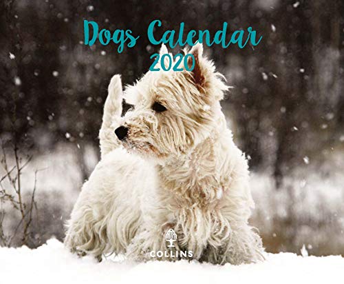 Collins Dogs Kalender 2020 von Collins