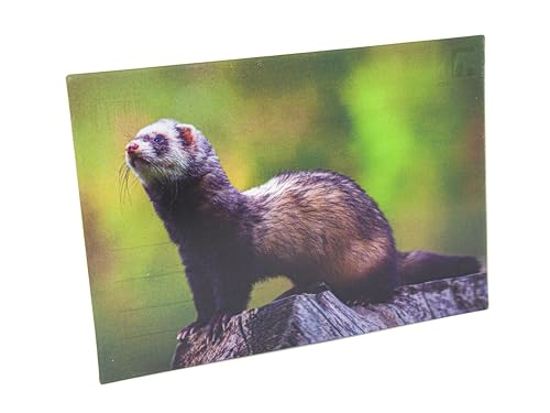 3 D Ansichtskarte Frettchen, Postkarte Wackelkarte Hologrammkarte Tier von Cornelissen