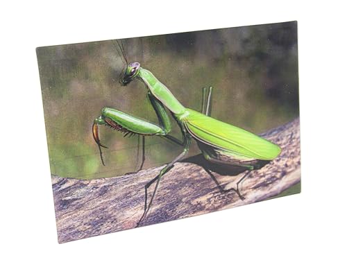 3 D Ansichtskarte Gottesanbeterin, Postkarte Wackelkarte Hologrammkarte Tier von Cornelissen