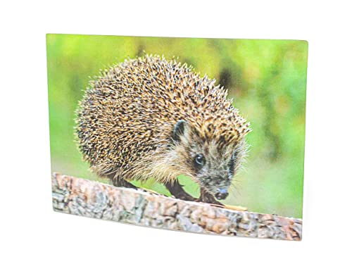 3 D Ansichtskarte Igel, Postkarte Wackelkarte Hologrammkarte Tier Stacheltier von Cornelissen