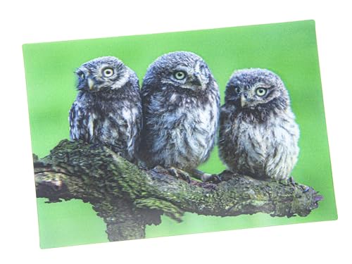 3 D Ansichtskarte Käuze Postkarte Wackelkarte Hologrammkarte Tiere Eulen Eule Vogel Greifvogel von Cornelissen