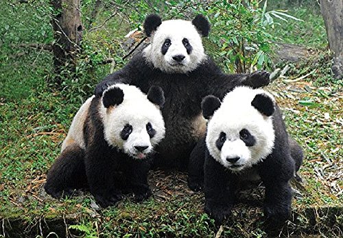 3 D Ansichtskarte Pandabären, Postkarte Wackelkarte Hologrammkarte Tier Pandas von Cornelissen