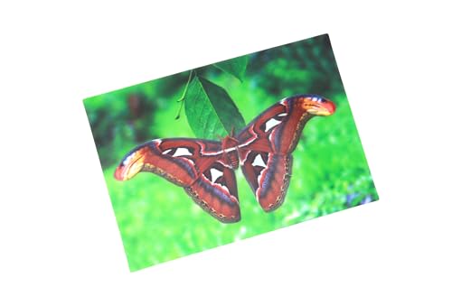 3 D Ansichtskarte Schmetterling, Altasspinner, Postkarte Wackelkarte Hologrammkarte Tier Falter von Cornelissen