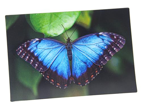 3 D Ansichtskarte Schmetterling, blauer Morphofalter, Postkarte Wackelkarte Hologrammkarte Tier Falter von Cornelissen