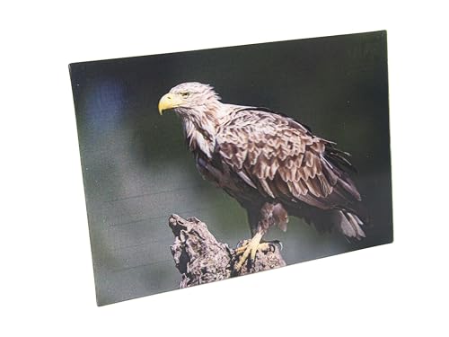 3 D Ansichtskarte Seeadler Postkarte Wackelkarte Hologrammkarte Tiere Adler Vogel Greifvogel von Cornelissen